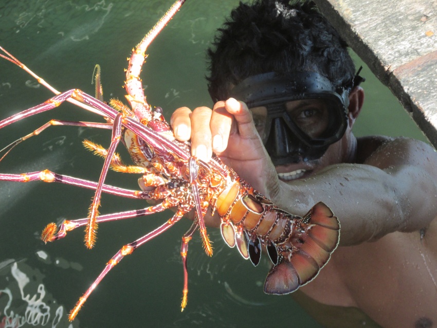 obster