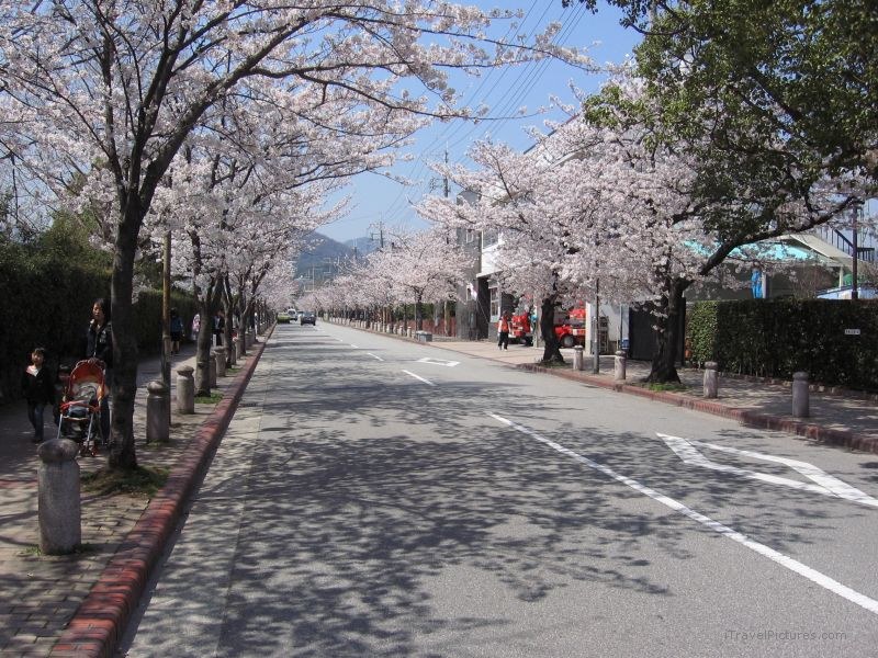 Nishinomiya cherry blossoms street blossom tree trees