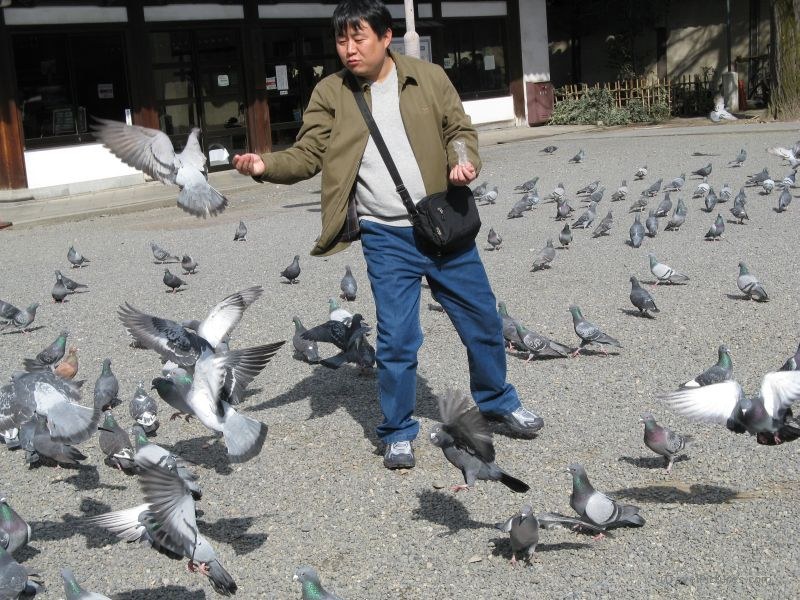 Kyoto man feeding pigeons pigeon