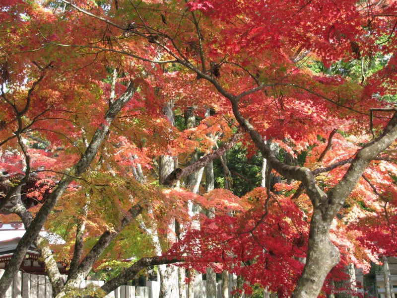 eaf leaves tree trees autumn fall