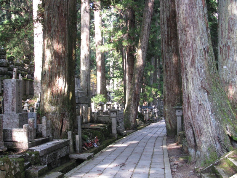 ree trees path