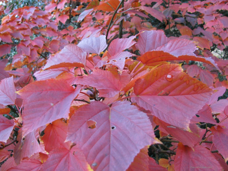 utumn leaves leaf