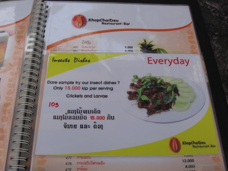 menu crickets cricket larvae insect insects
