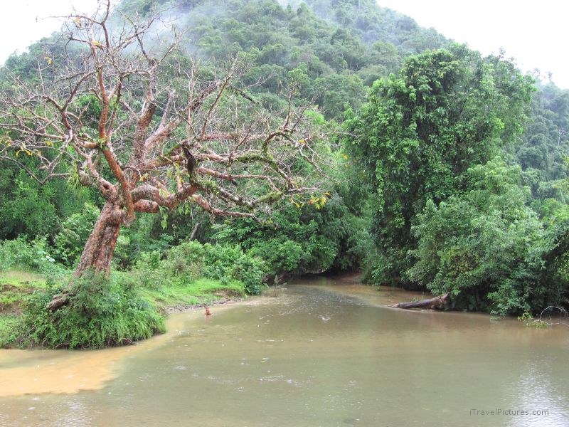 tree river