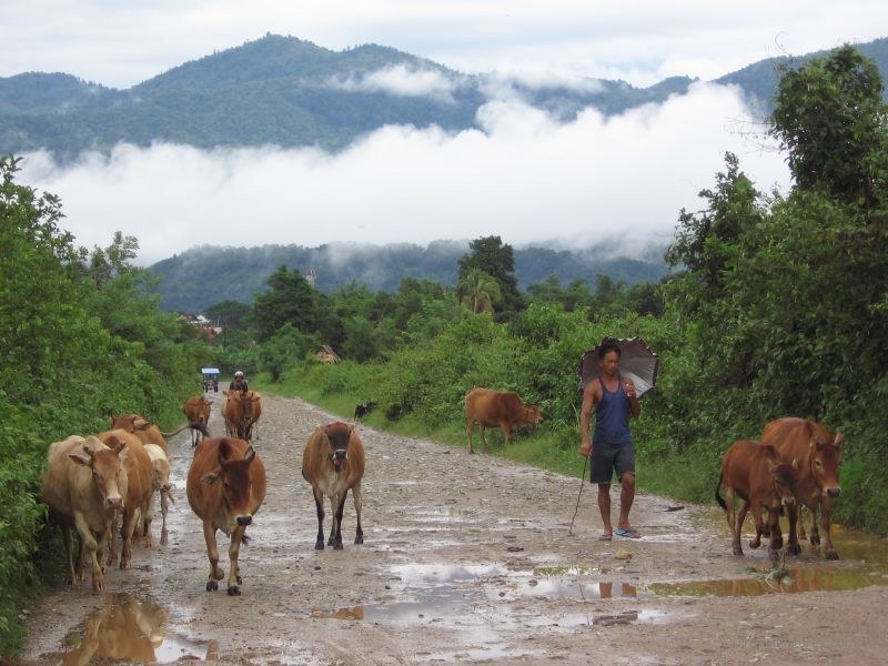 cow cows man walking umbrella road