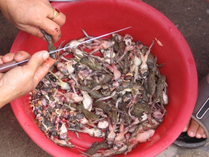 food cutting frogs bowl knife frog