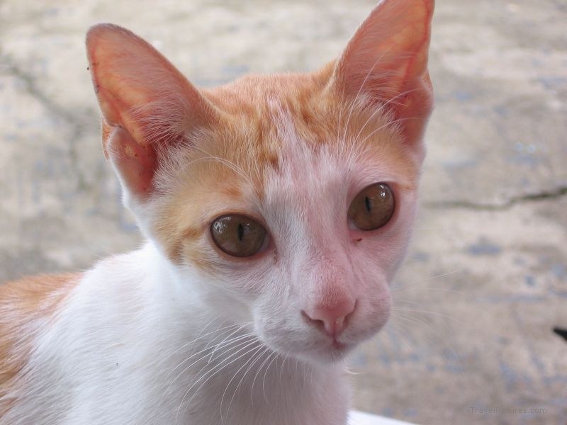 cat