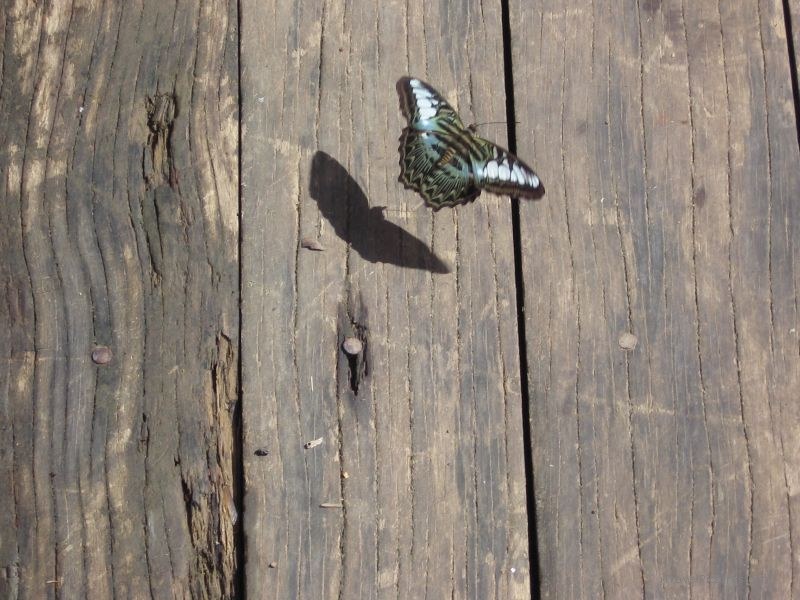 Tat Kuang Si butterfly shadow