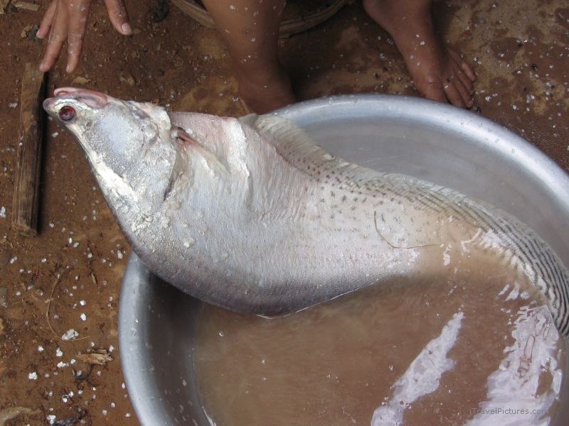 fish bowl Nong Khiaw