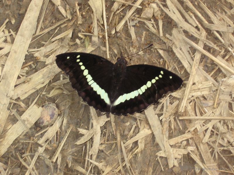 butterfly Ba na black
