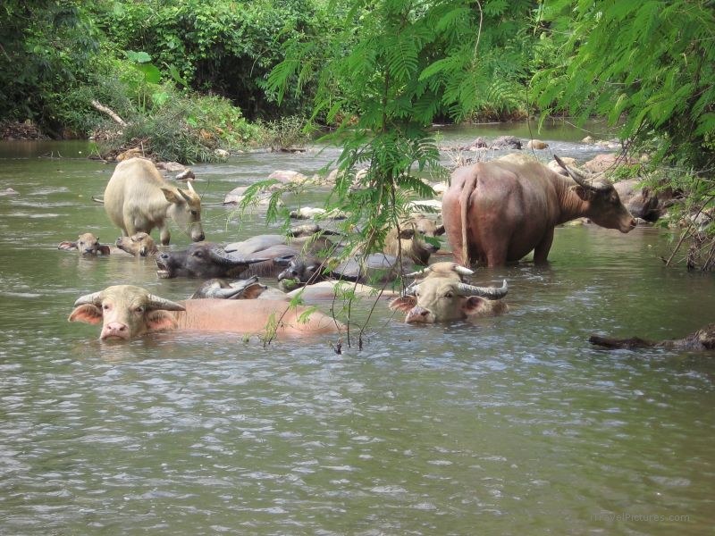 cows cow river