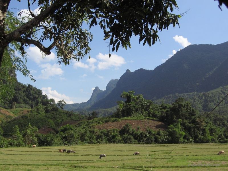 Ba Na view field cow cows mango mangos tree