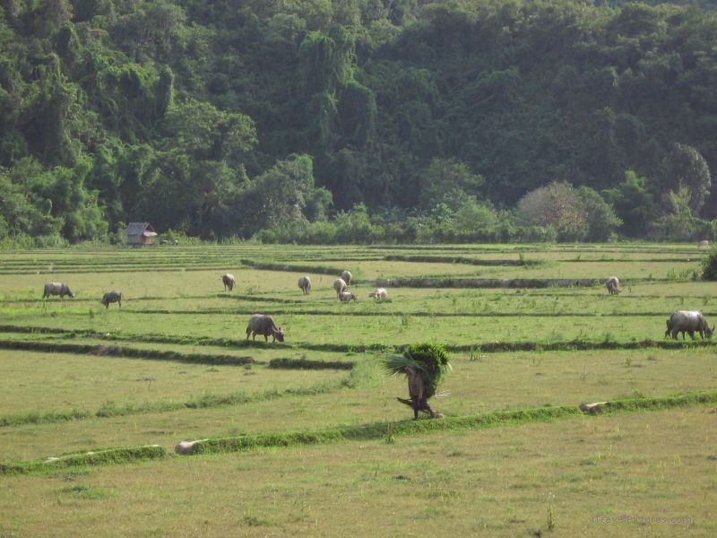 Ba Na cows carrying grass cow