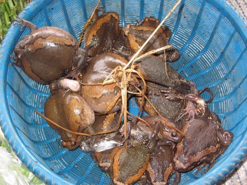 Luang  Nam Tha frogs frog market