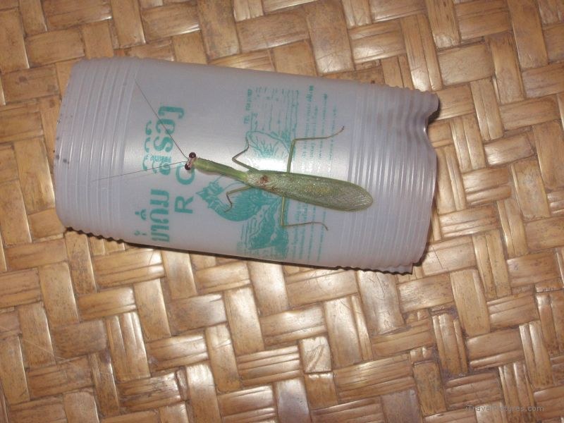 Gibbon Experience insect mantis plastic