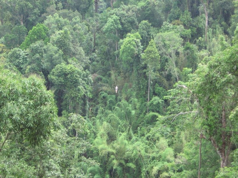 Gibbon Experience zipline Bokeo Nature Reserve forest tree trees