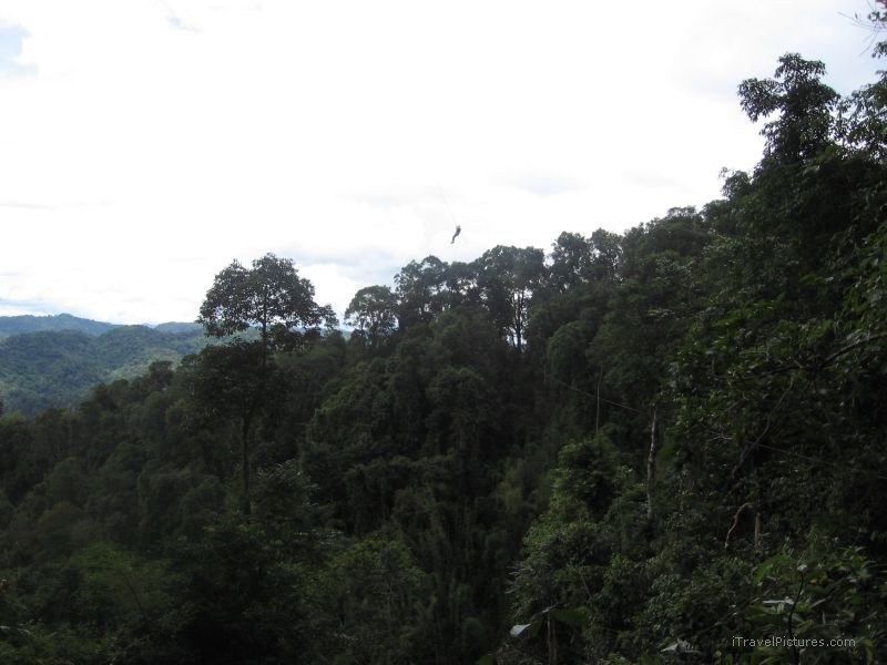 Gibbon Experience zipline Bokeo Nature Reserve