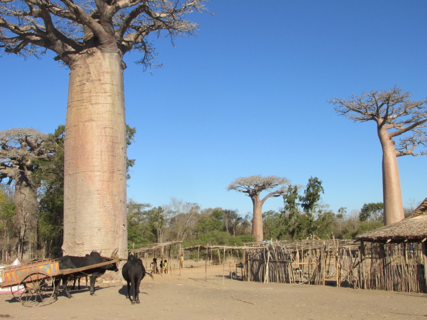arge baobab