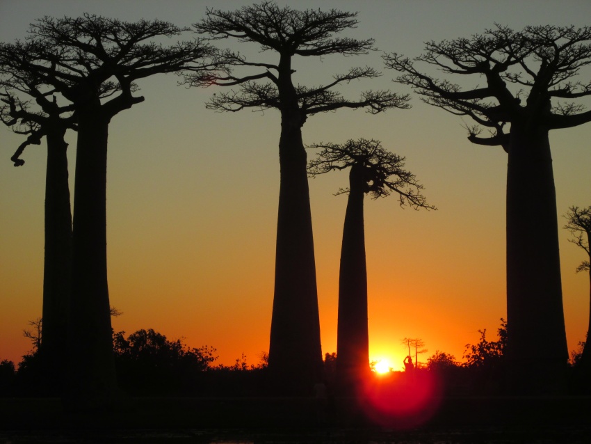 aobab baobabs sunset