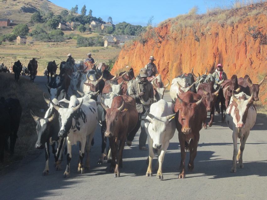 ebu RN7 herding herd