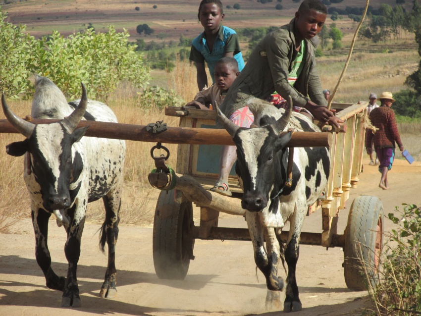 art zebu