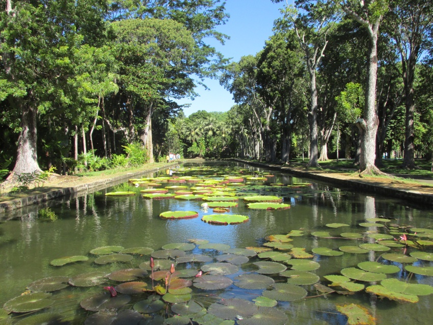 otanic garden Pamplemousses green
