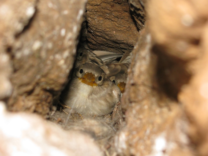 ird baby babies
