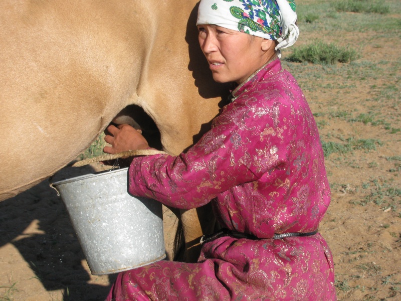 ilk milking horse
