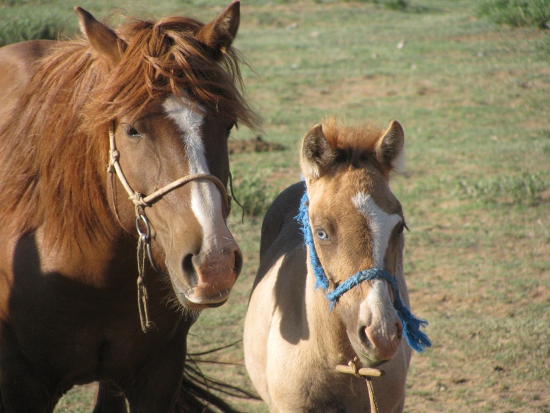 orses horse