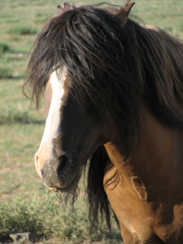 orse