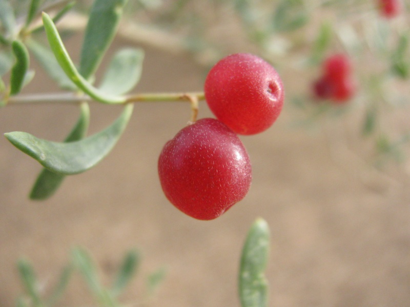 erry berries red