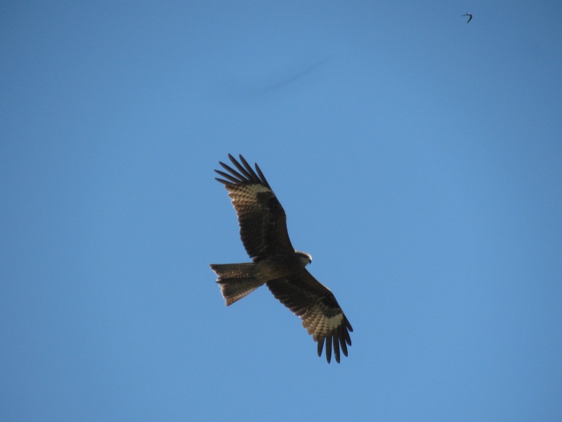 ird hawk