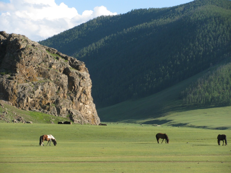 reen horse horses
