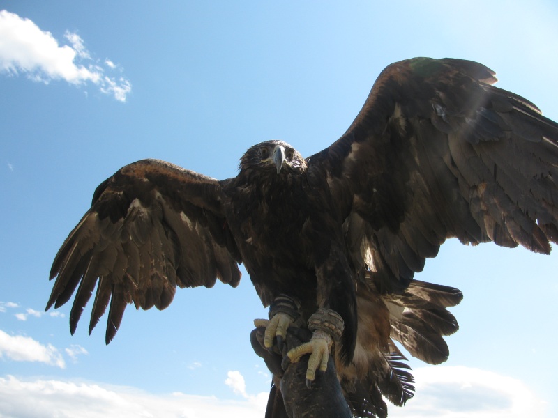 ird eagle