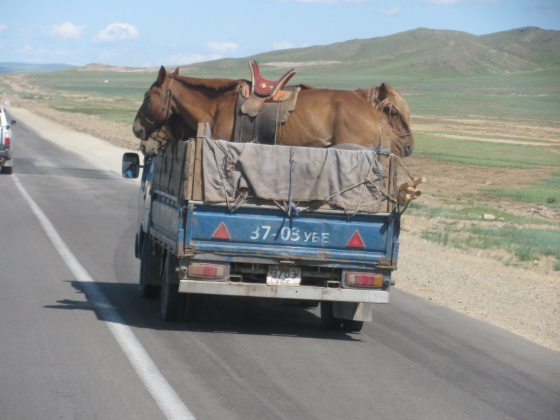 orse horses truck