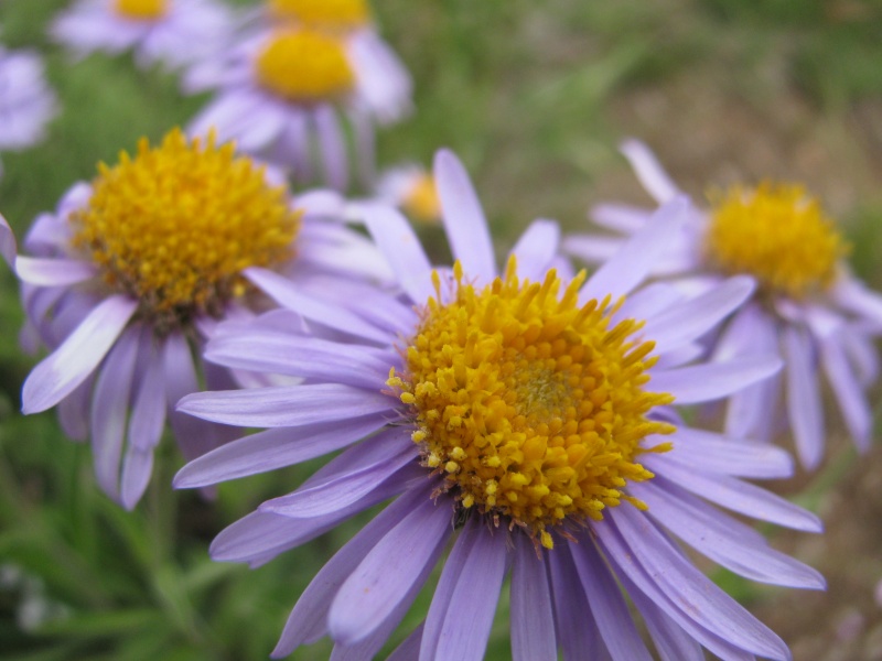 lower purple