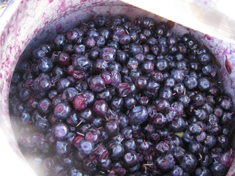 erry berries purple