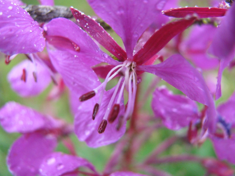 urple flower