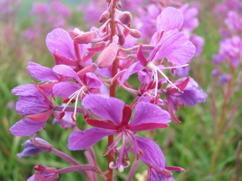 urple flower