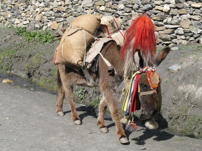 Jomsom trek donkey mule carrying