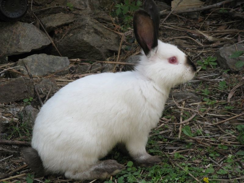 rabbit bunny white