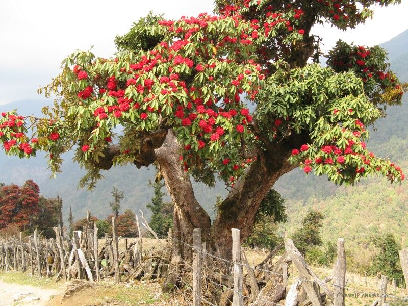 Jomsom trek rhododendron flower flowers tree fence