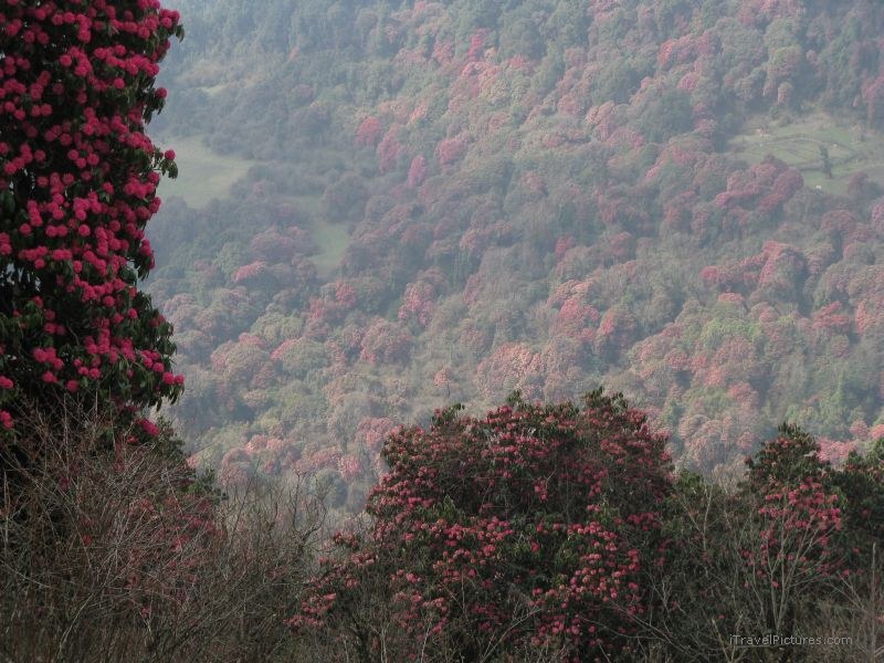 Jomsom trek flower flowers rhododendron