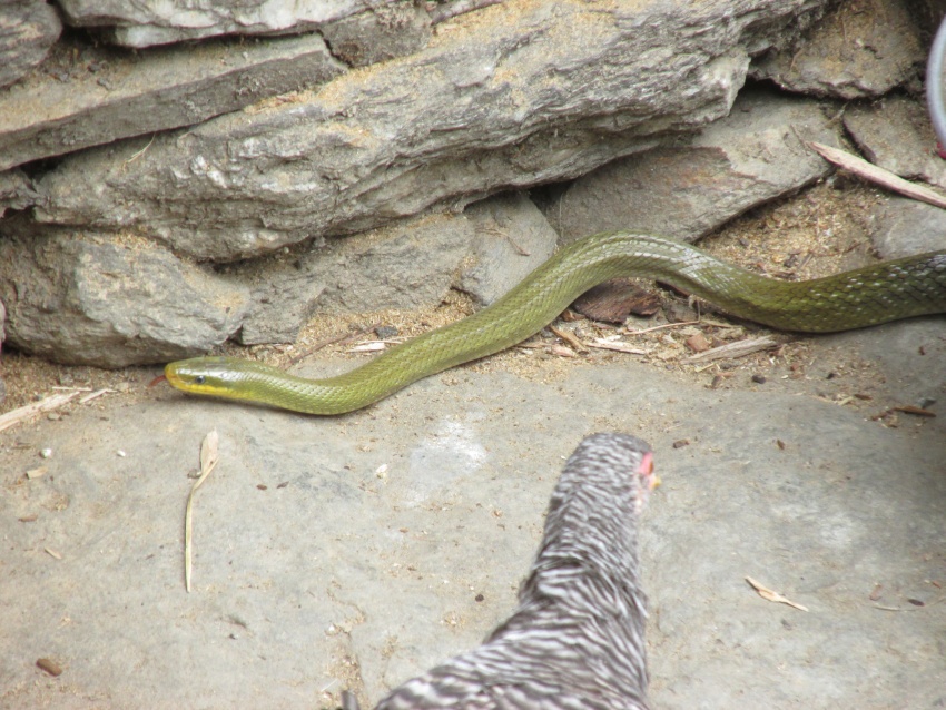 nake green chicken