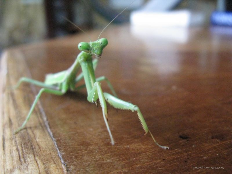 Maderas mantis insect table
