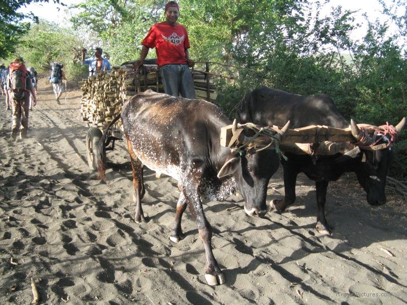 oxen hauling wood