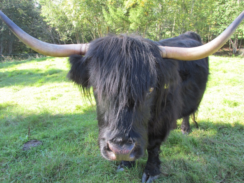 ow longhorn