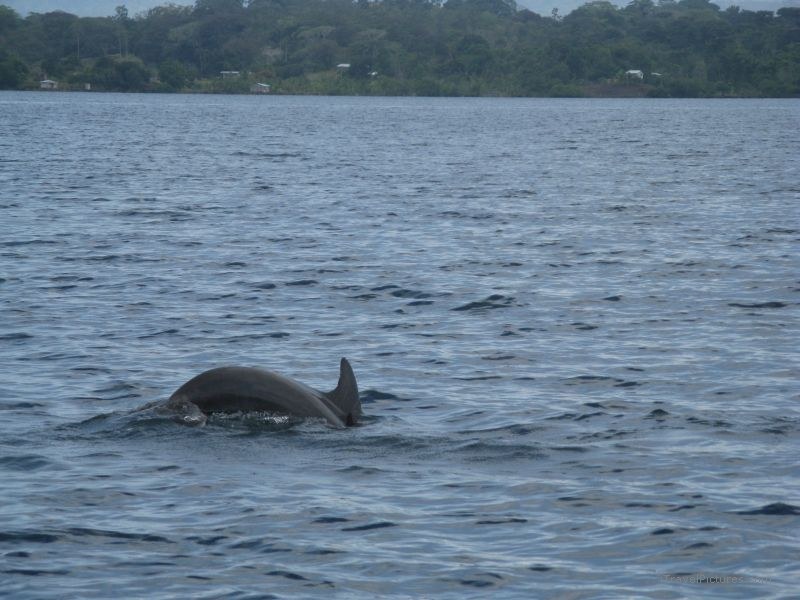 Bastimentos dolphin