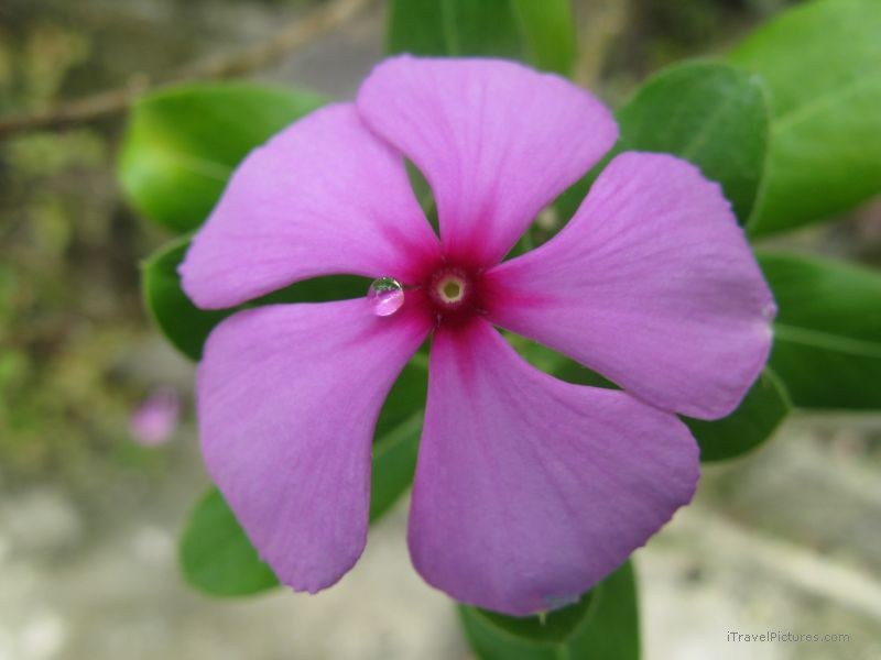 Bastimentos purple flower