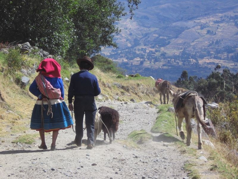 walking donkey mule sheep walking trail path